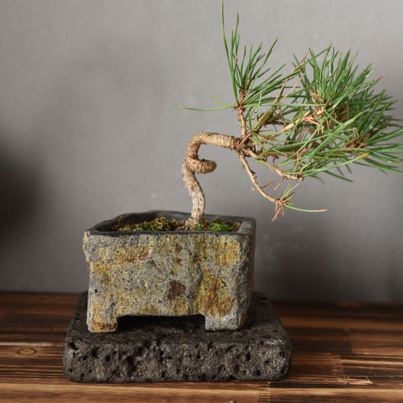 กระถางดอกไม้หินบะซอลต์ธรรมชาติ - Bonsai Garden Indoor บทวิจารณ์และราคา