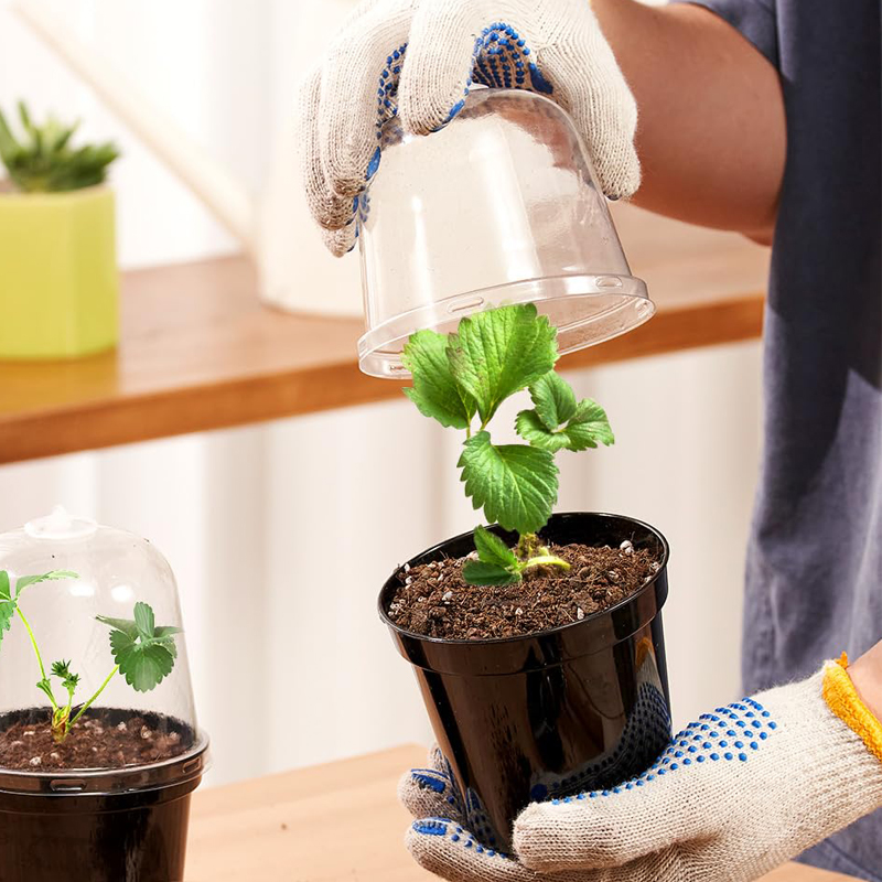 กระถางเพาะชำ กระถางดอกไม้ สำหร - Bonsai Garden Indoor บทวิจารณ์และราคา