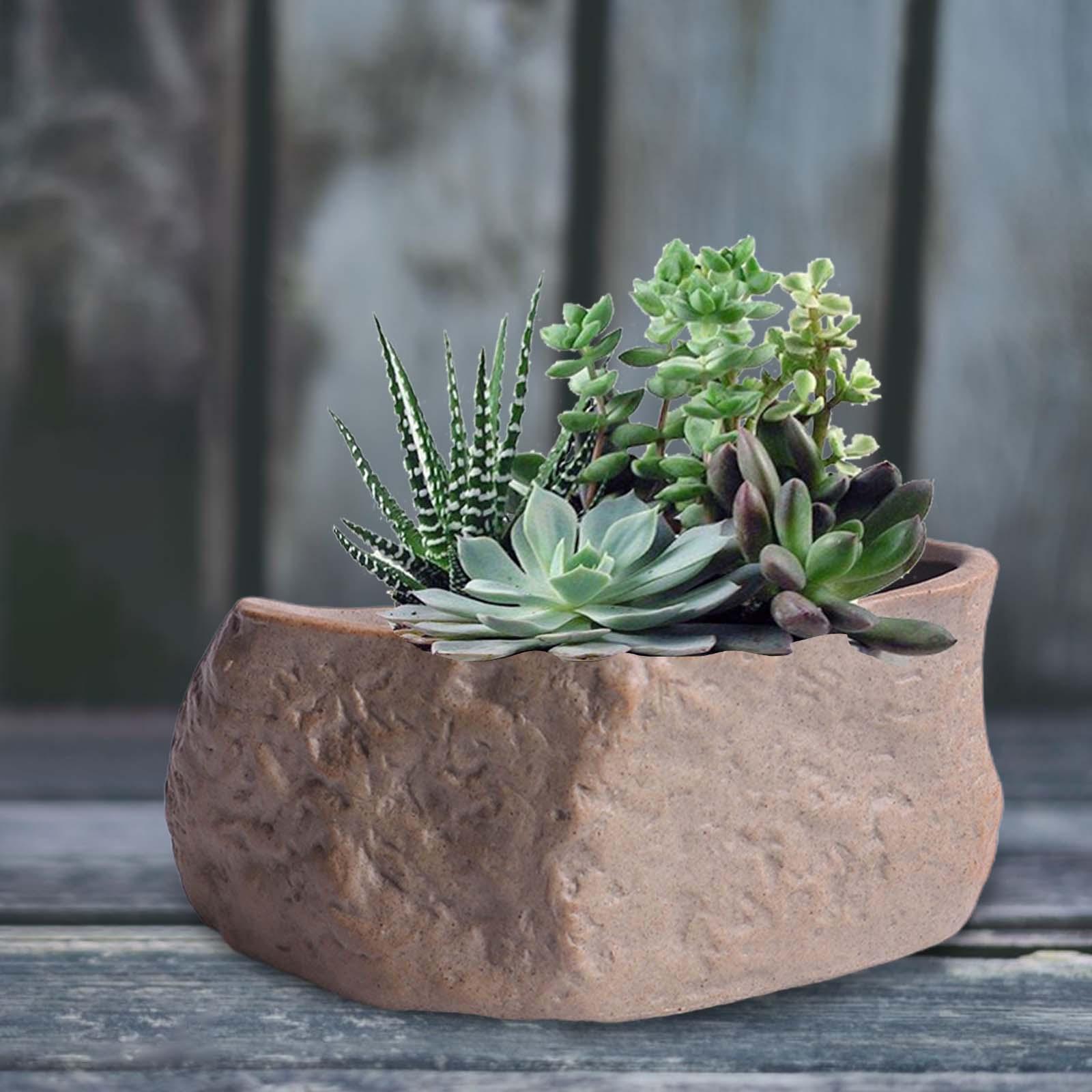 กระถางเซรามิกสำหรับปลูกไม้อวบน - Training Pot Ceramic บทวิจารณ์และราคา