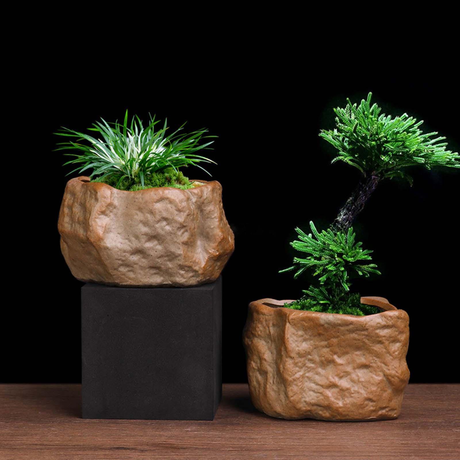 เซรามิค Succulent หม้อหินรูปร่ - Training Pot Ceramic บทวิจารณ์และราคา