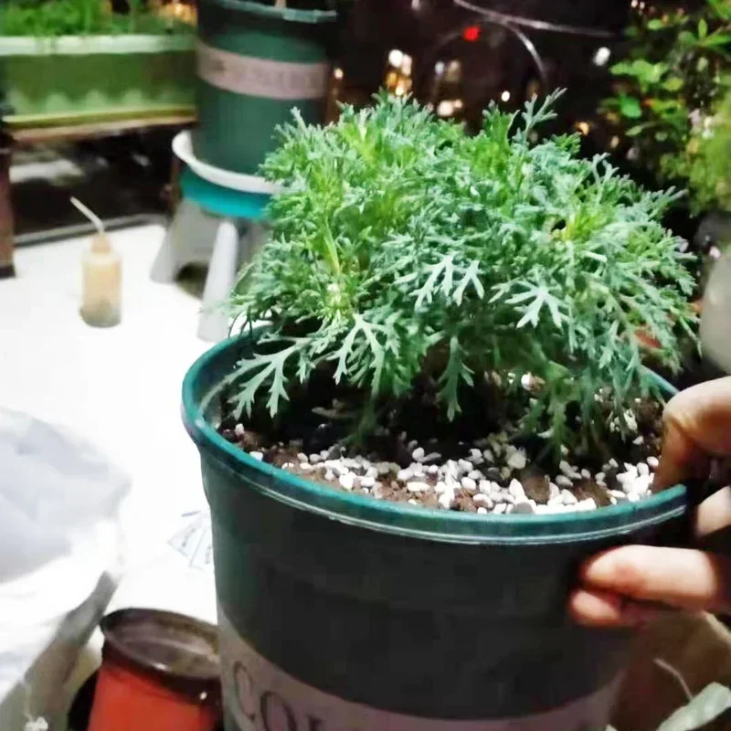 1L/2L Perlite เม็ดกําหนดค่าสาร - Bonsai Garden Nursery บทวิจารณ์และราคา