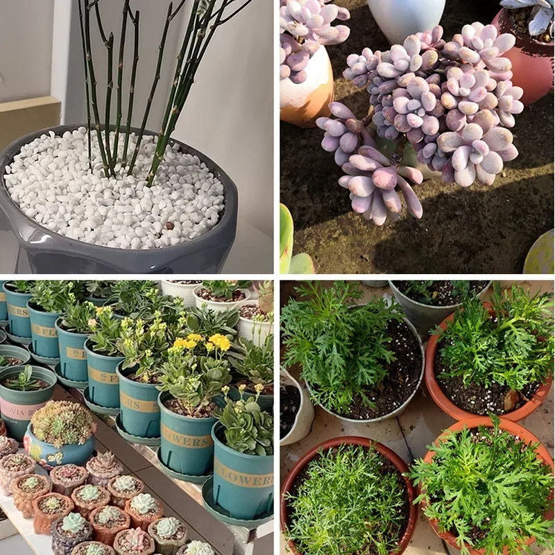 1L/2L Perlite เม็ดกําหนดค่าสาร - Bonsai Garden Nursery บทวิจารณ์และราคา