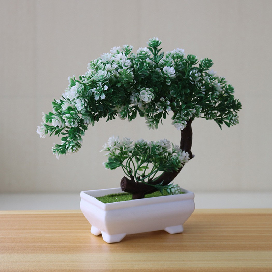 ต้นบอนไซประดับในกระถางพลาสติกส - Bonsai Garden Indoor บทวิจารณ์และราคา