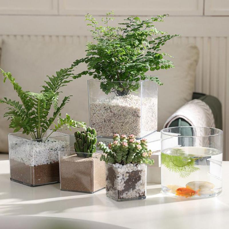 กระถางปลูกต้นไม้อะคริลิคใสทรงส - Bonsai Garden Nursery บทวิจารณ์และราคา