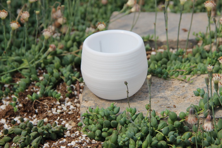 สวนมินิดอกไม้พลาสติกหม้อ Nurse - Bonsai Garden Nursery บทวิจารณ์และราคา